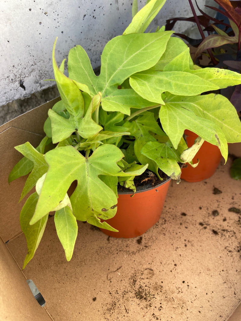 Patate douce 'Marguerite' — Bild 1