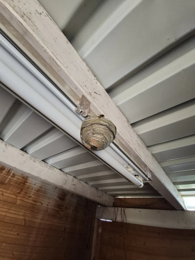 On peut voir le nid en papier typique d'une guêpe saxonne, fixé sous une structure de plafond. Une ouvrière se trouve sur le nid.