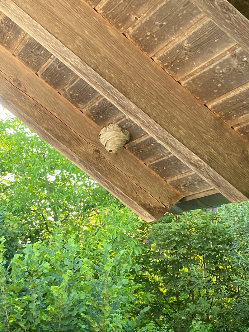 Un nid de guêpes en papier est suspendu sous une structure de toit en bois. Un feuillage vert luxuriant est visible en arrière-plan.