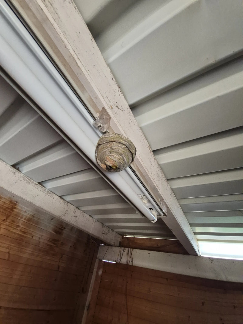 On peut voir le nid de la guêpe saxonne, fixé sous un plafonnier dans un bâtiment. Une guêpe est visible sur le nid.