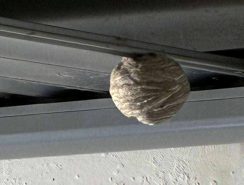 On peut voir le nid gris et sphérique typique d'une guêpe saxonne. Il est suspendu à l'abri sous une structure métallique.