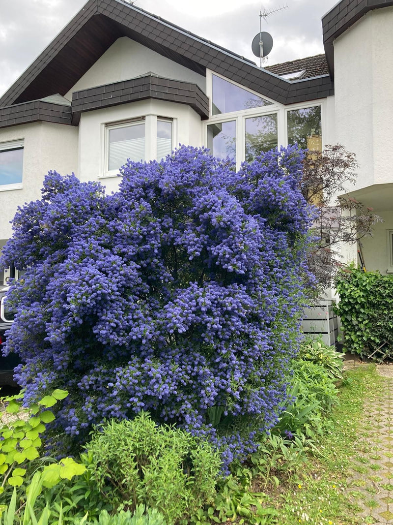 Fleur de sac — Bild 1