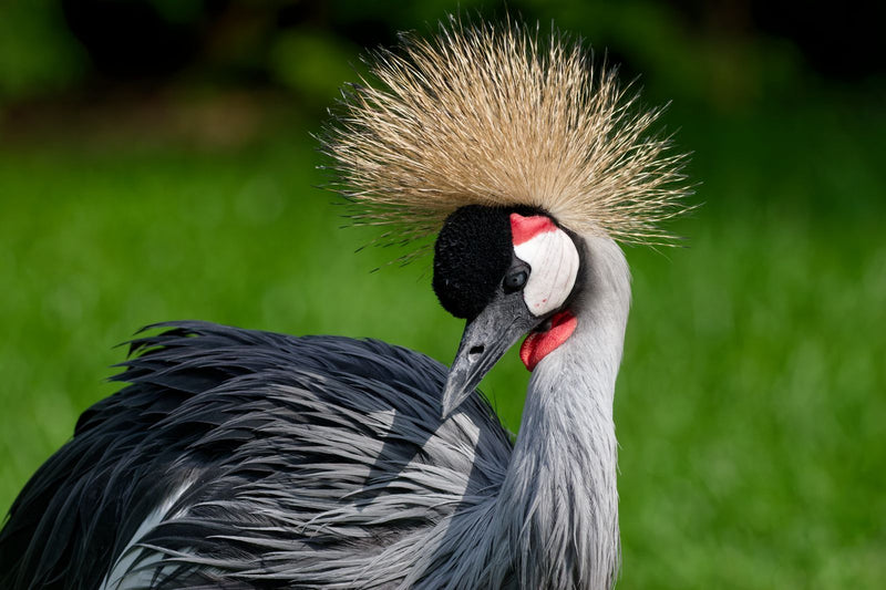 Grue couronnée d'Afrique du Sud — Bild 1