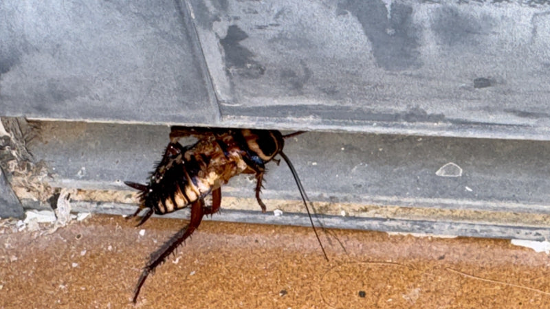 Blatte australienne — Bild 1