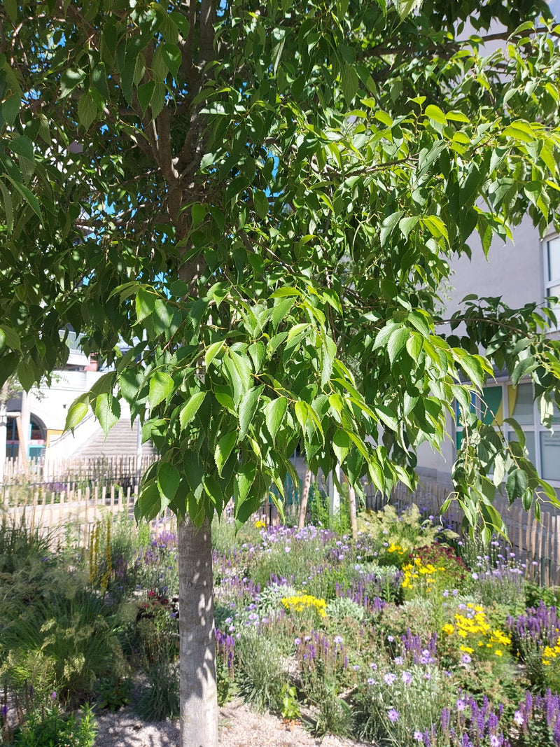 Micocoulier du sud — Bild 1