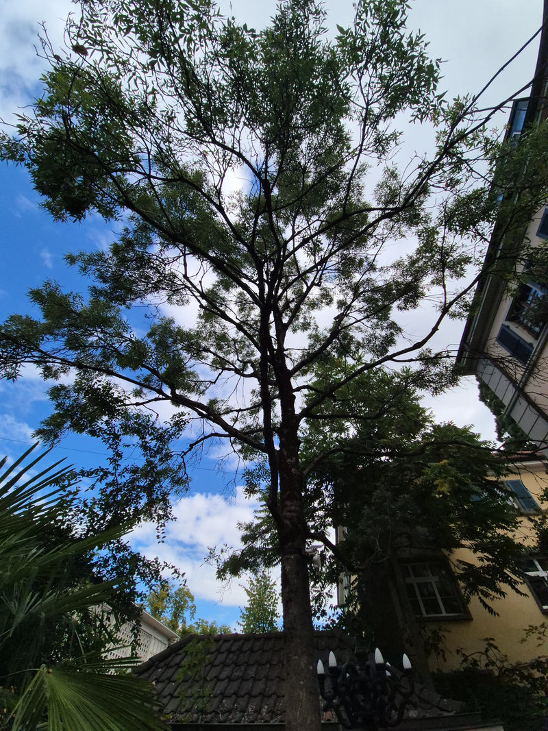 On peut voir un micocoulier de Provence adulte avec une cime dense sur un fond urbain. La vue est prise de bas en haut devant un ciel nuageux.