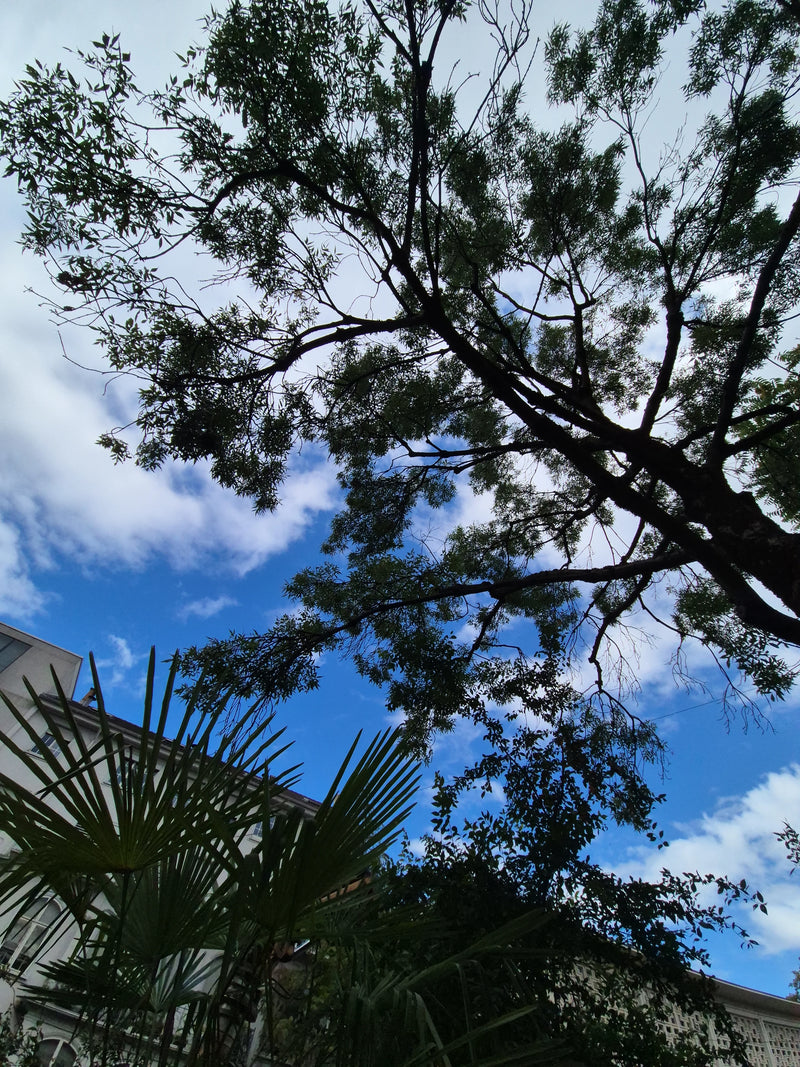On aperçoit la silhouette d'un grand arbre sur fond de ciel bleu parsemé de quelques nuages. Des palmes et un bâtiment sont également visibles en bas à gauche.