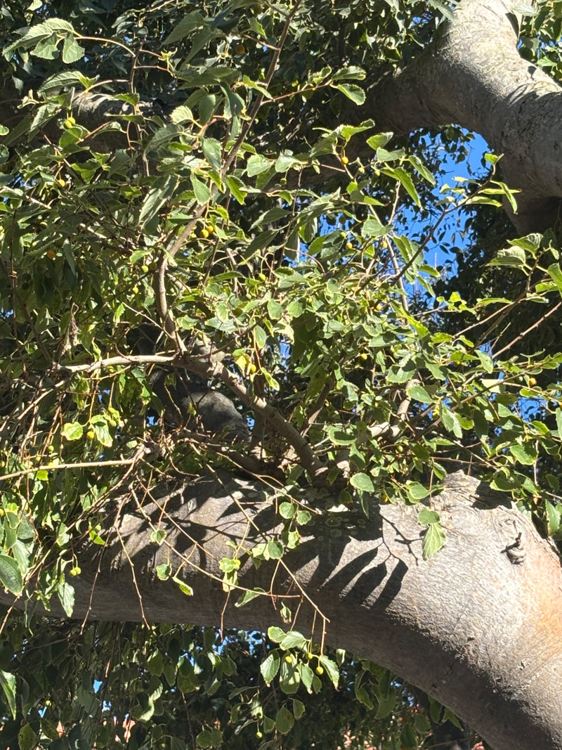 La photo montre la canopée dense du micocoulier de Provence avec de nombreuses feuilles vertes et de petits fruits jaunâtres. Des branches robustes sont visi...