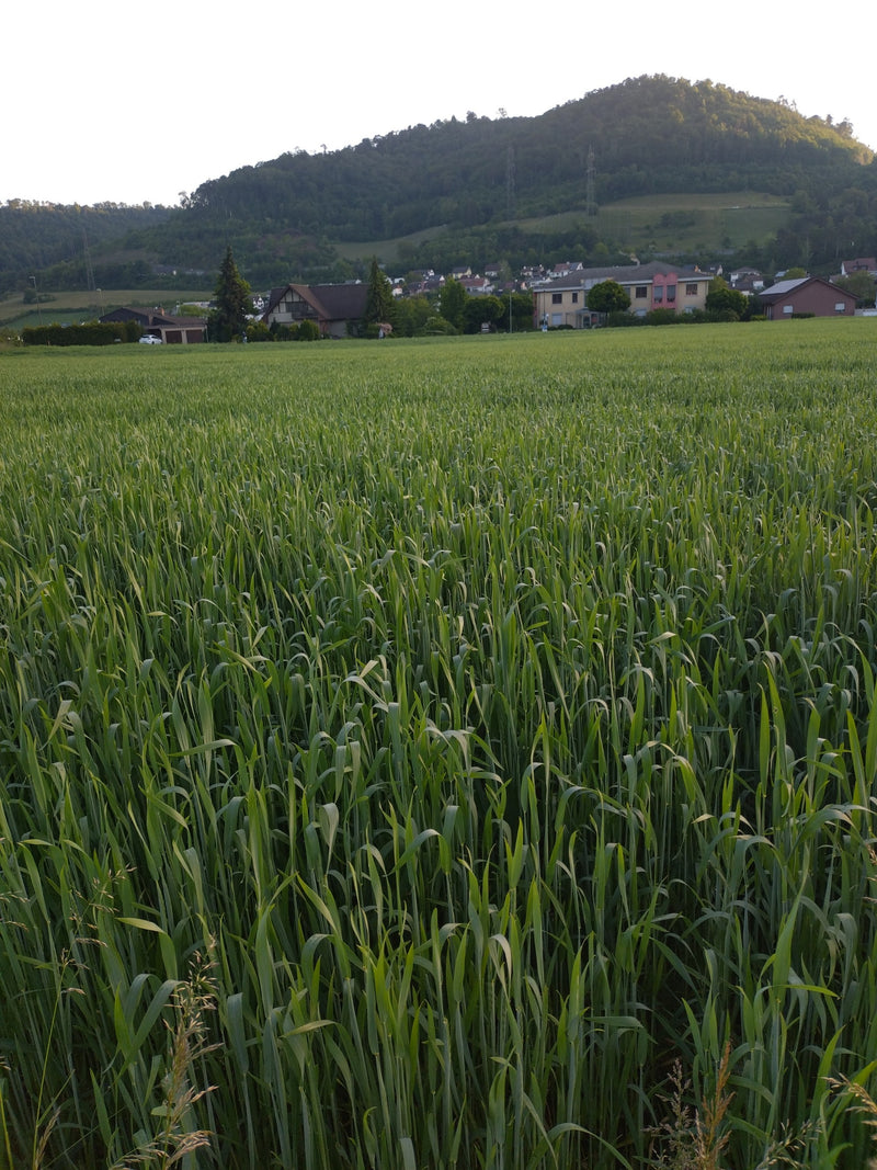 Blé de semence — Bild 3