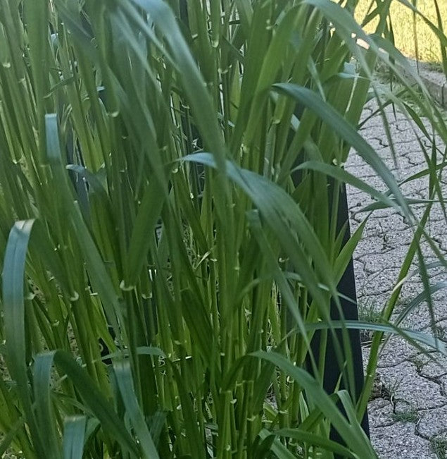 Blé de semence — Bild 1
