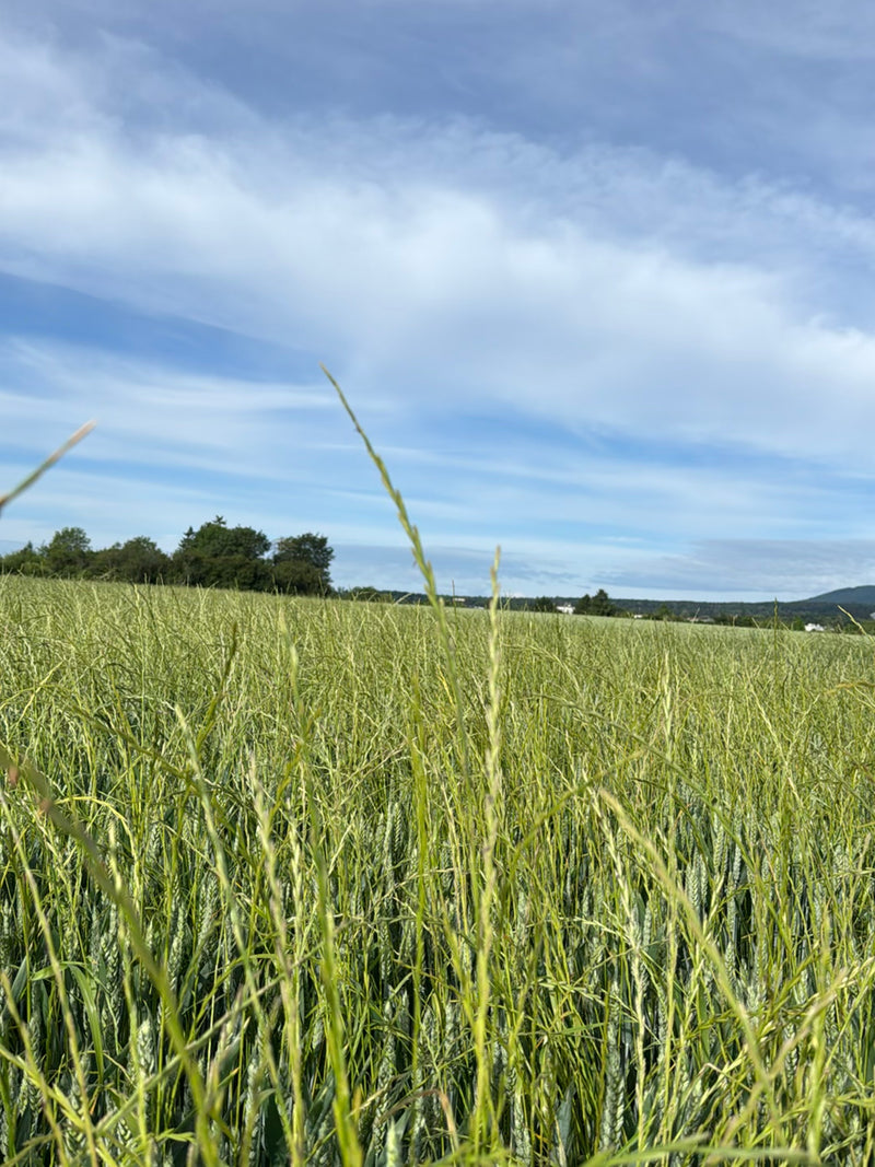 L'image montre un vaste champ de blé vert sous un ciel bleu parsemé de nuages. Des épis et des tiges individuels sont visibles au premier plan.