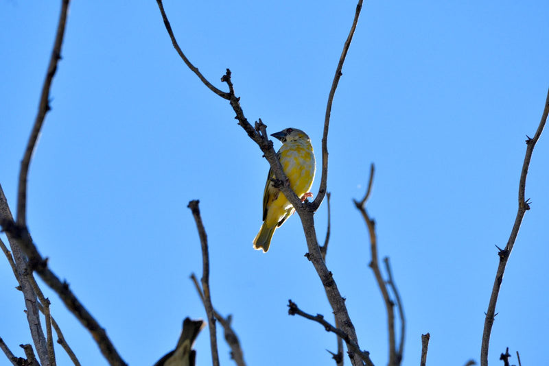 Un Sicale bouton-d'or est perché sur une branche nue. Un ciel bleu vif est visible en arrière-plan.