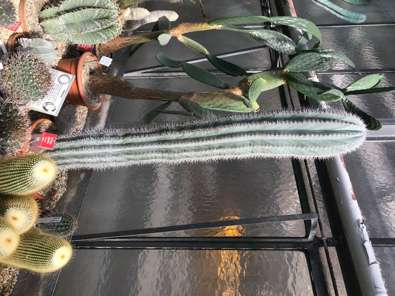 Saguaro-Kaktus — photo 2 sur 2