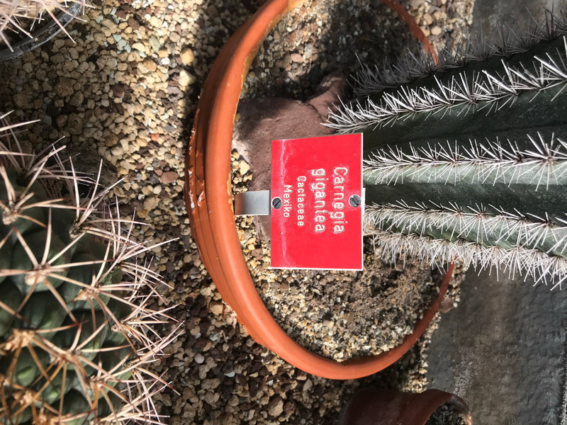 Saguaro-Kaktus — photo 1 sur 2