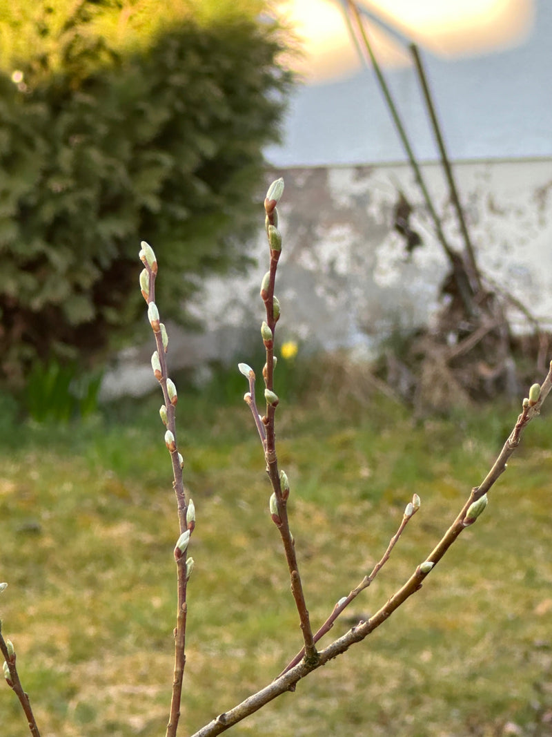 Saule de Sal — Bild 1