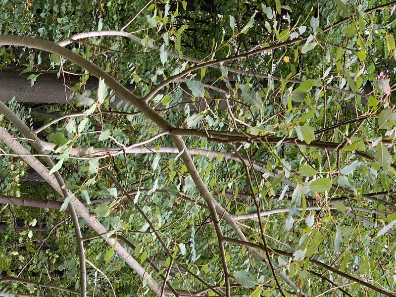 On peut voir les branches ramifiées et les feuilles vertes d'un saule marsault par en dessous. L'image montre le feuillage dense dans son environnement naturel.