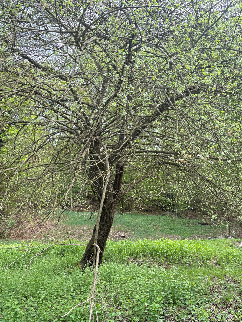 On aperçoit un arbre de taille moyenne à la cime largement ramifiée, situé dans un environnement proche d'une forêt. Les branches portent de premières feuill...