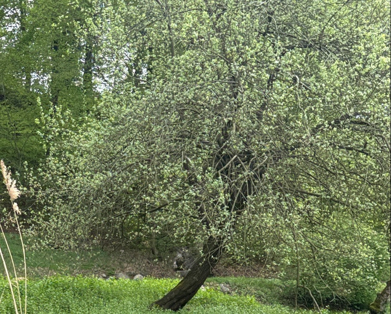 L'image montre un saule marsault avec un feuillage dense et fraîchement verdoyant. L'arbre se trouve dans un environnement naturel avec un fond vert.