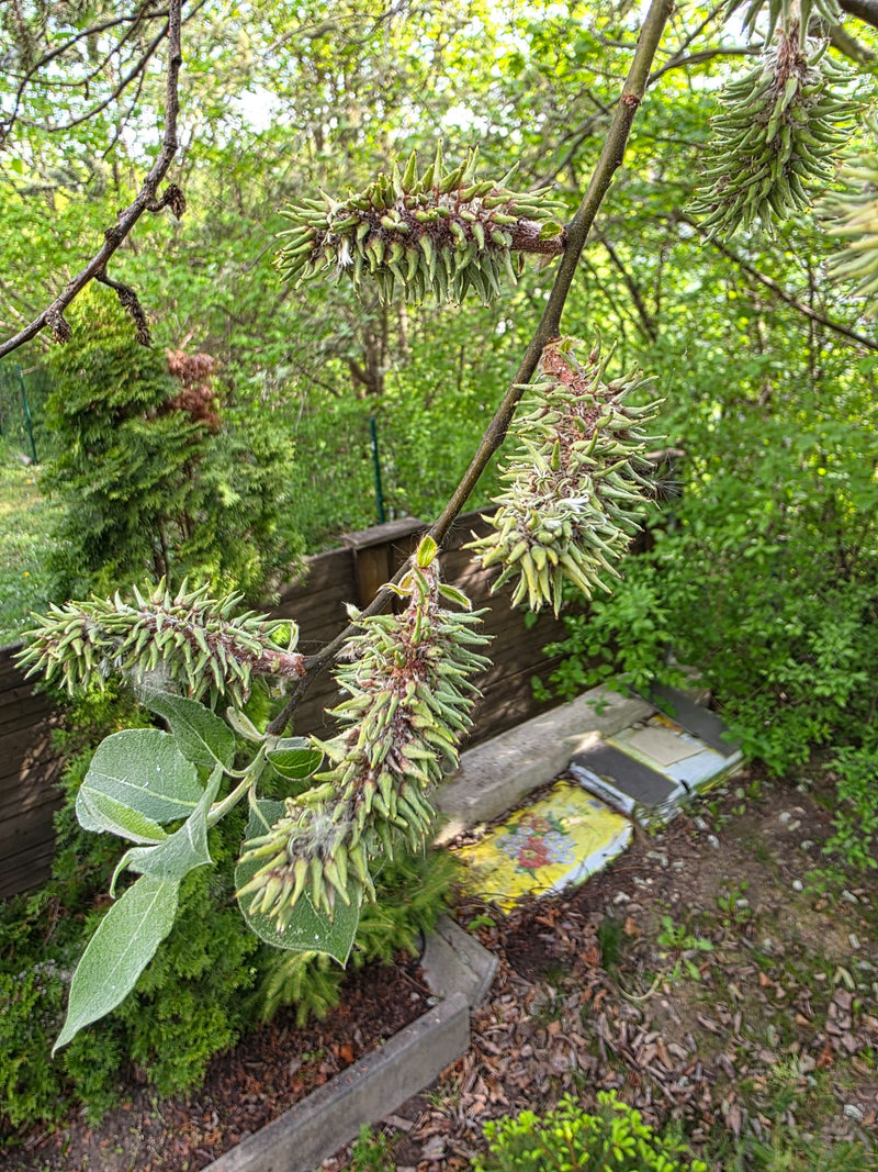L'image montre plusieurs chatons non mûrs et des feuilles typiques d'un saule marsault sur une branche. Des arbustes et une clôture en bois sont visibles à l...
