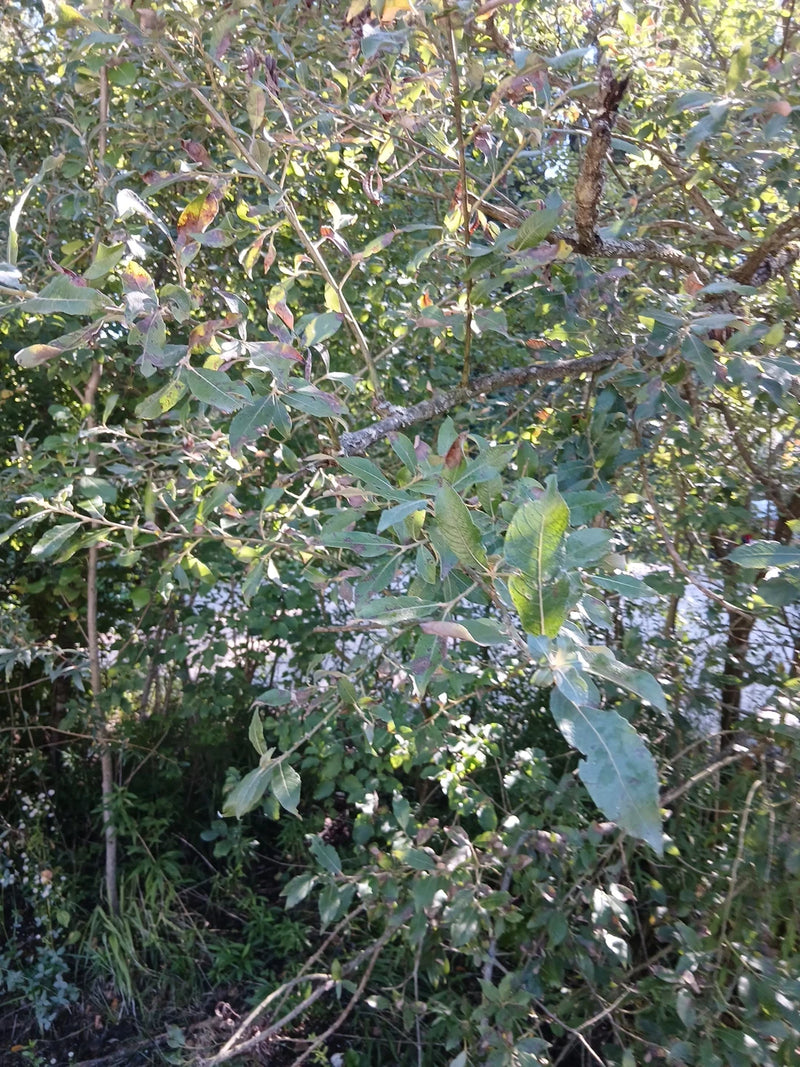 On aperçoit la branche feuillue d'un saule marsault dans son environnement naturel. Les feuilles typiques pendent à de fines branches à la lumière du jour.