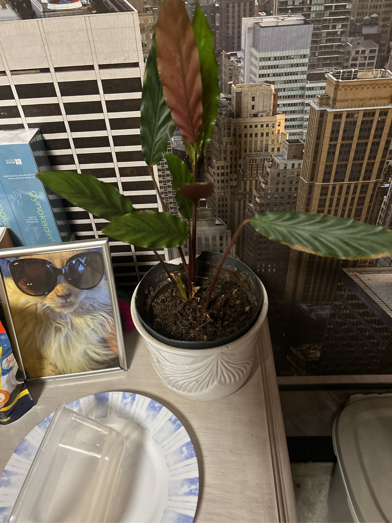 Une plante Goeppertia rufibarba est visible dans un pot de fleurs blanc sur une table à l'intérieur. La plante montre ses feuilles vertes allongées typiques ...