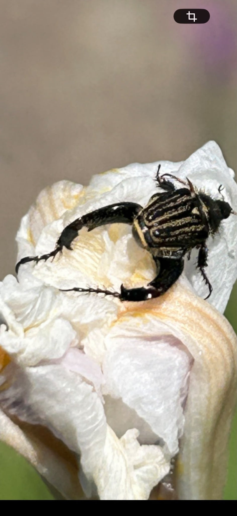 Un scarabée aux pattes arrière remarquablement grandes est assis sur un pétale de fleur pâle et fané. Le motif distinctif du coléoptère est bien visible.