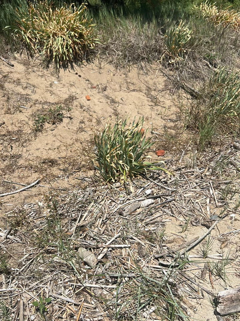 Chiendent de sable — Bild 2