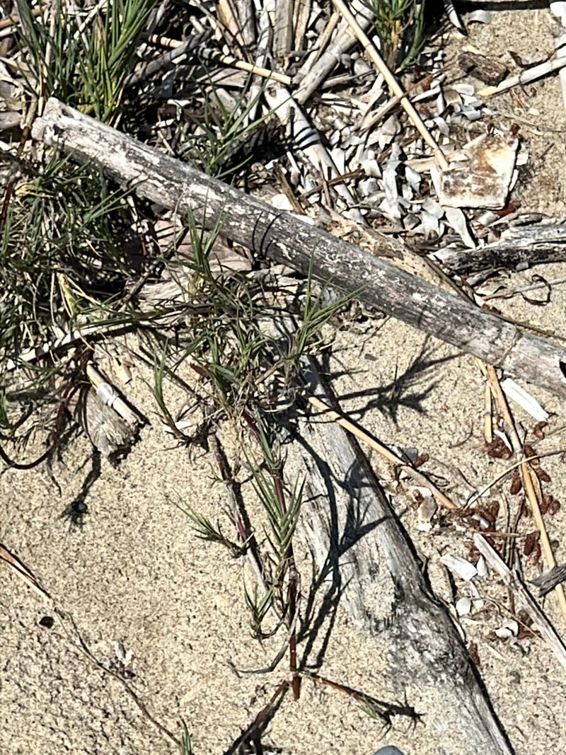 Chiendent de sable — Bild 1