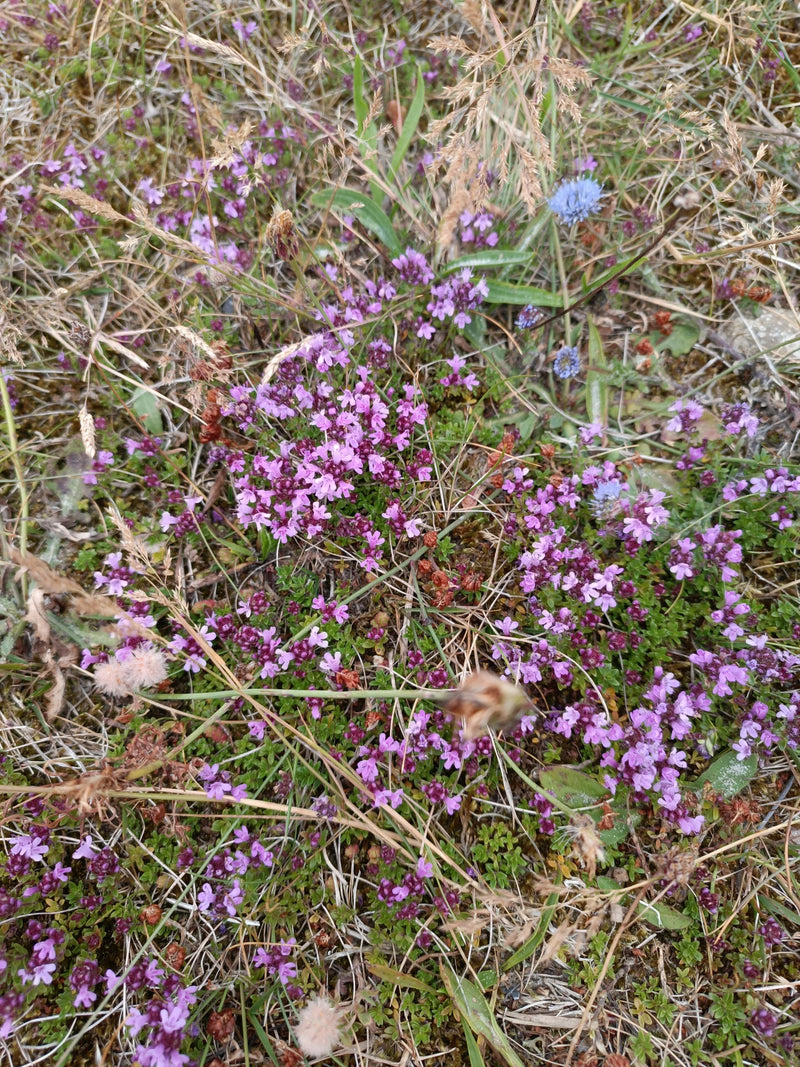 La photo montre du serpolet en fleurs avec de petites fleurs violettes sur un sol sec. La plante pousse ras du sol parmi des herbes sèches.
