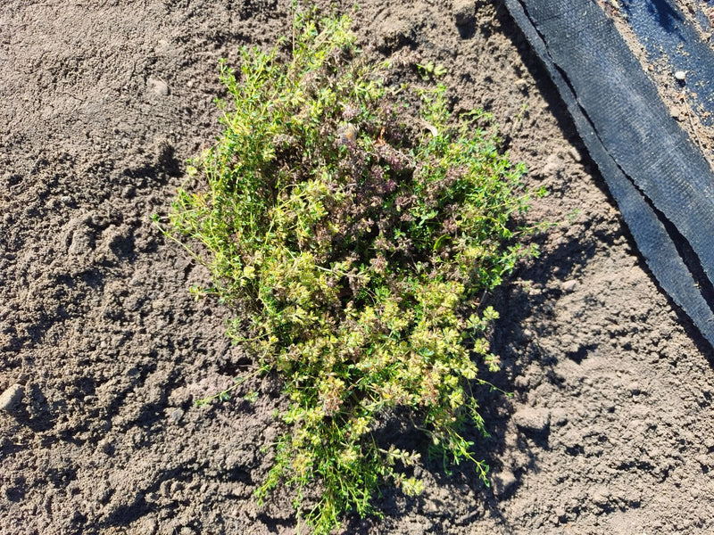 Une plante de serpolet est vue du dessus, poussant sur un sol sableux. Une bande sombre se trouve à côté de la plante.