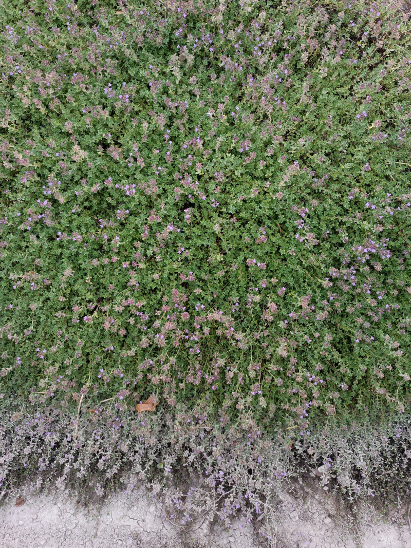 L'image montre un tapis dense de serpolet avec de nombreuses petites fleurs violettes. La plante pousse près du sol.