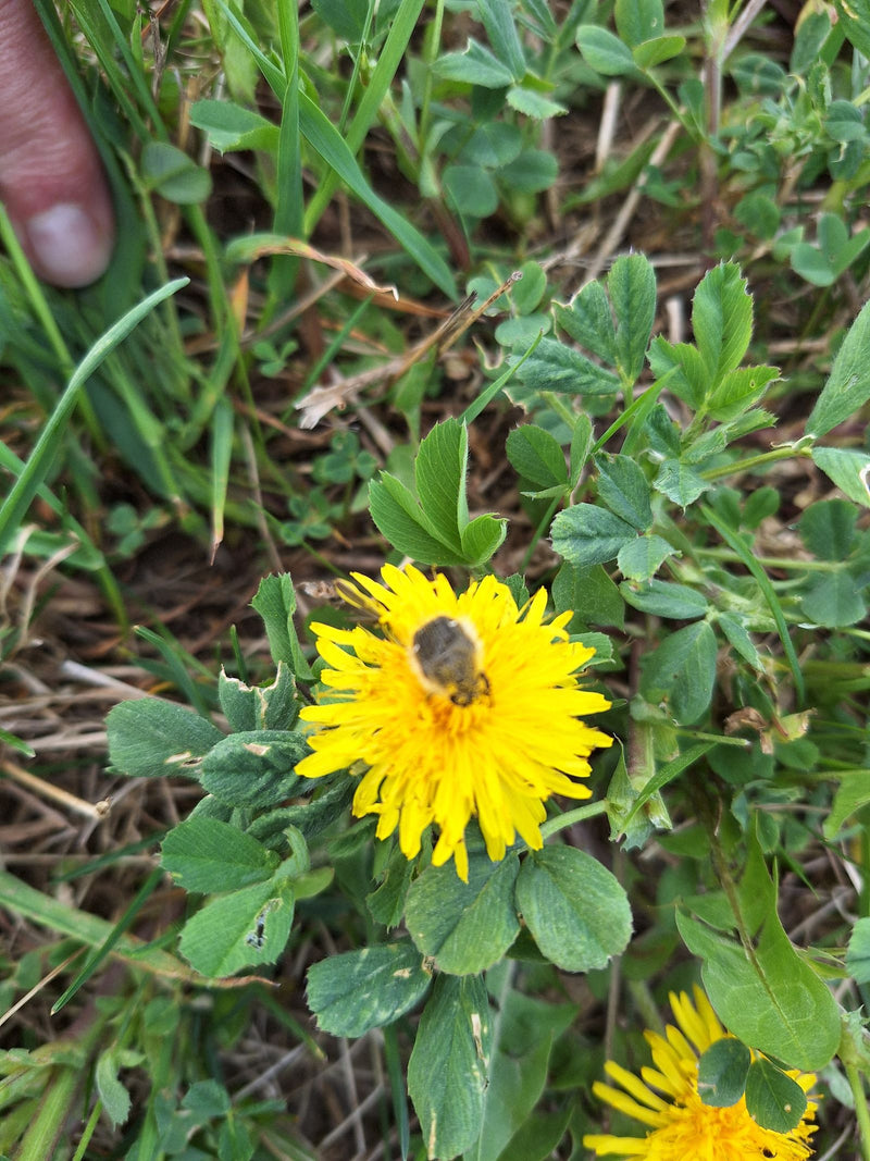 abeille des sables — Bild 1