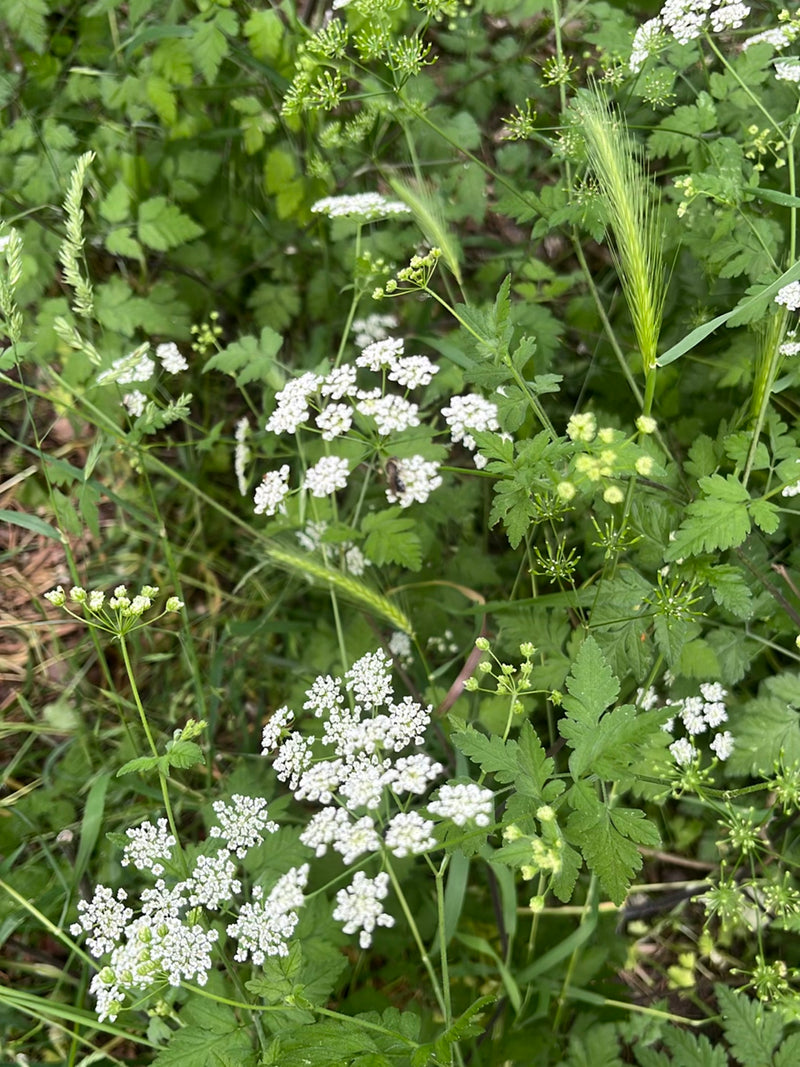Abeilles des sables — Bild 1