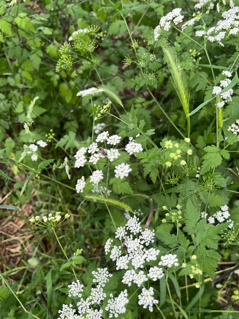 Abeilles des sables — Bild 2