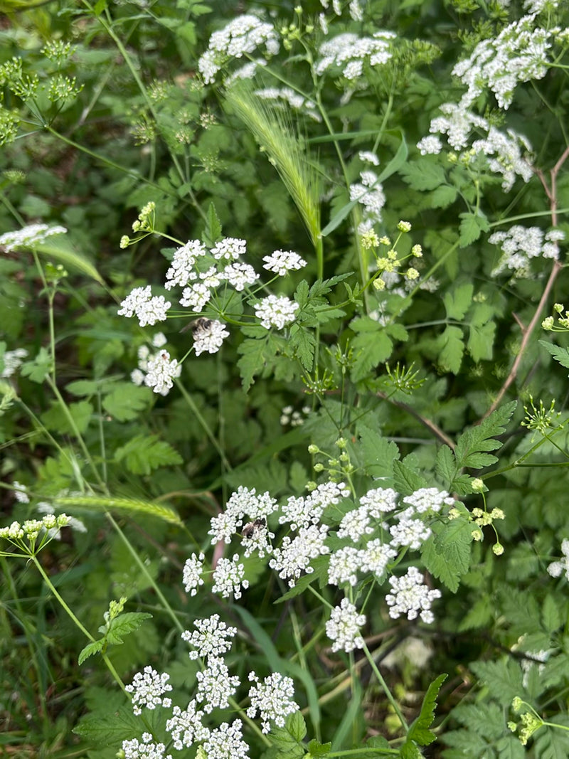 Abeilles des sables — Bild 3