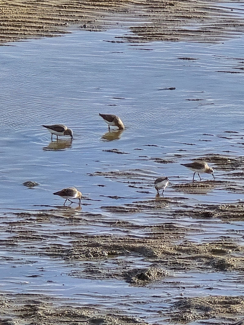 Sanderling — photo 1 sur 10