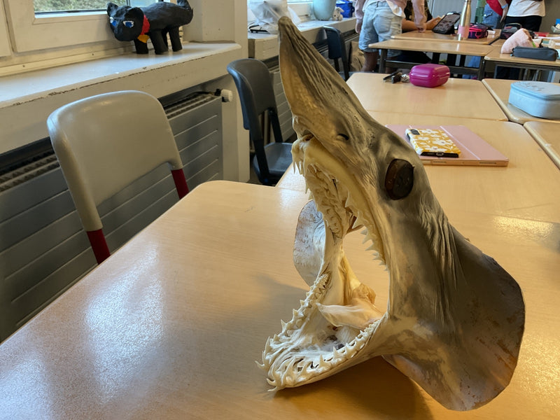Requin tigre des sables — Bild 1