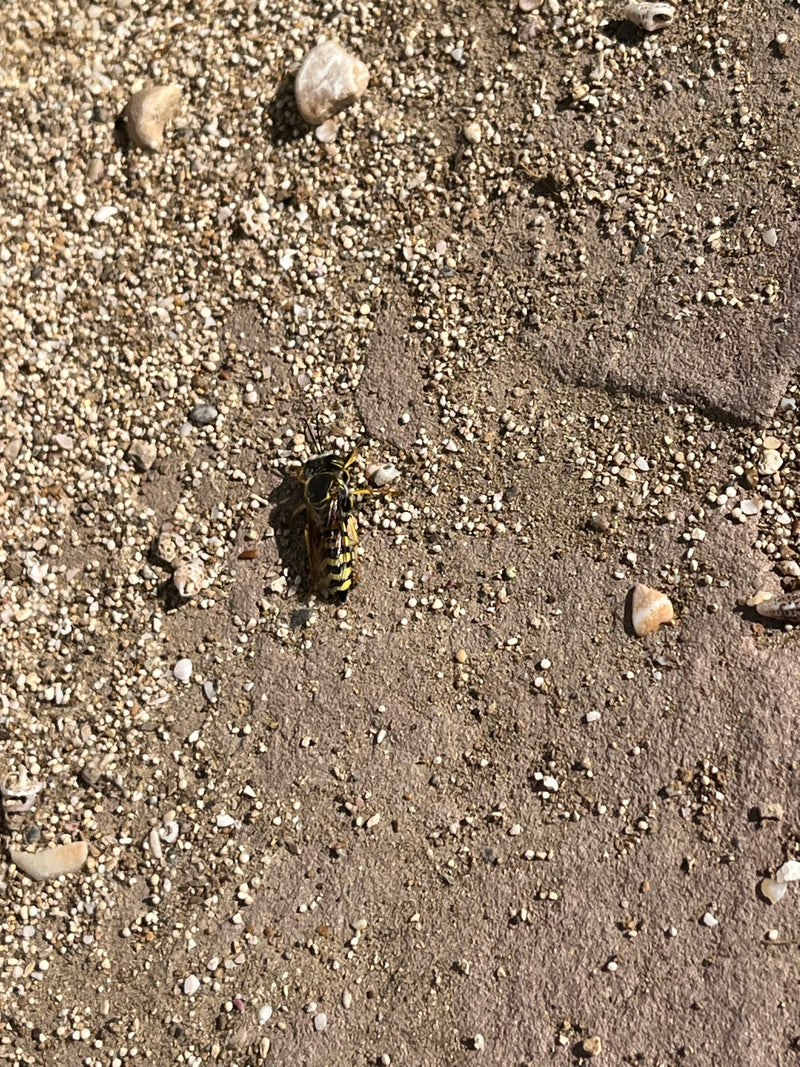 Guêpe des sables — Bild 3