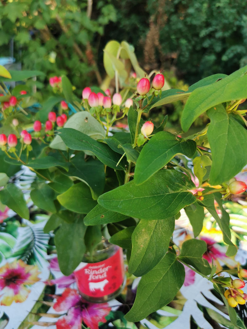 Herbe de Saint-Jean — Bild 1