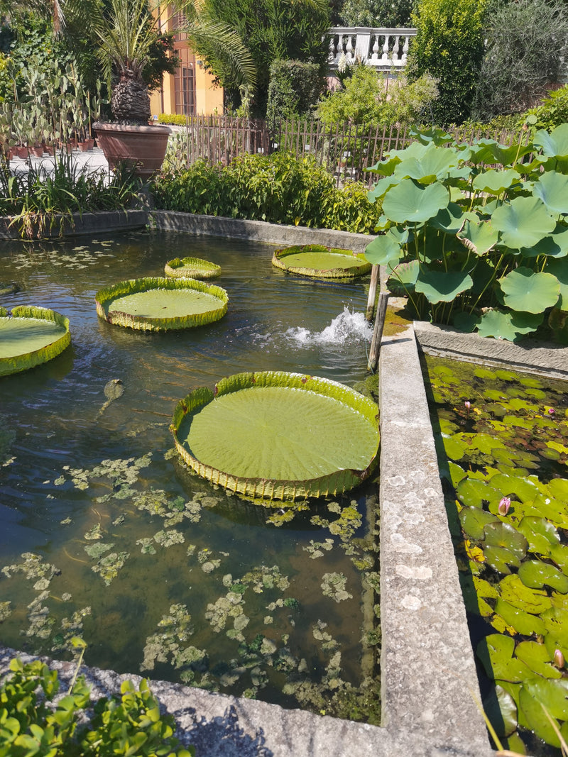 Nénuphar géant de Santa Cruz — Bild 1