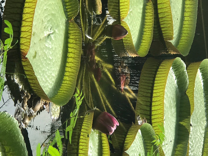 Nénuphar géant de Santa Cruz — photo 5 sur 5