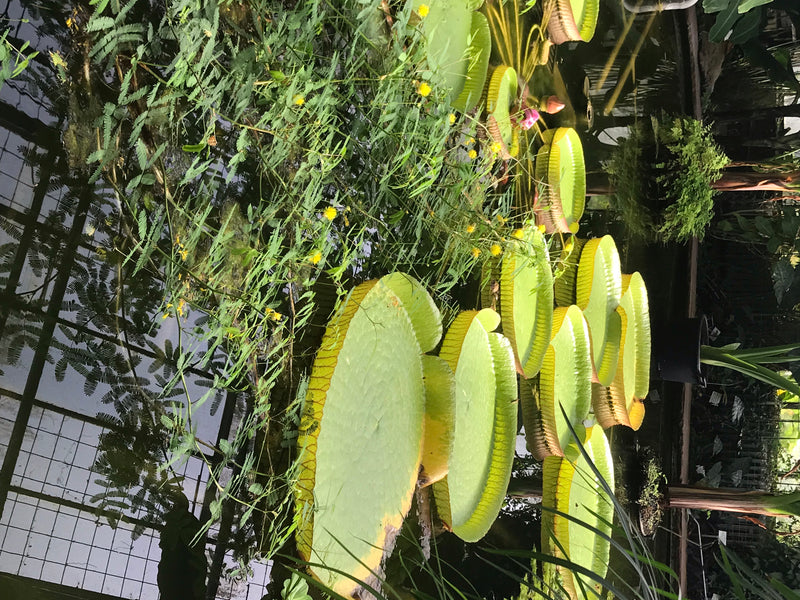 Nénuphar géant de Santa Cruz — photo 2 sur 5