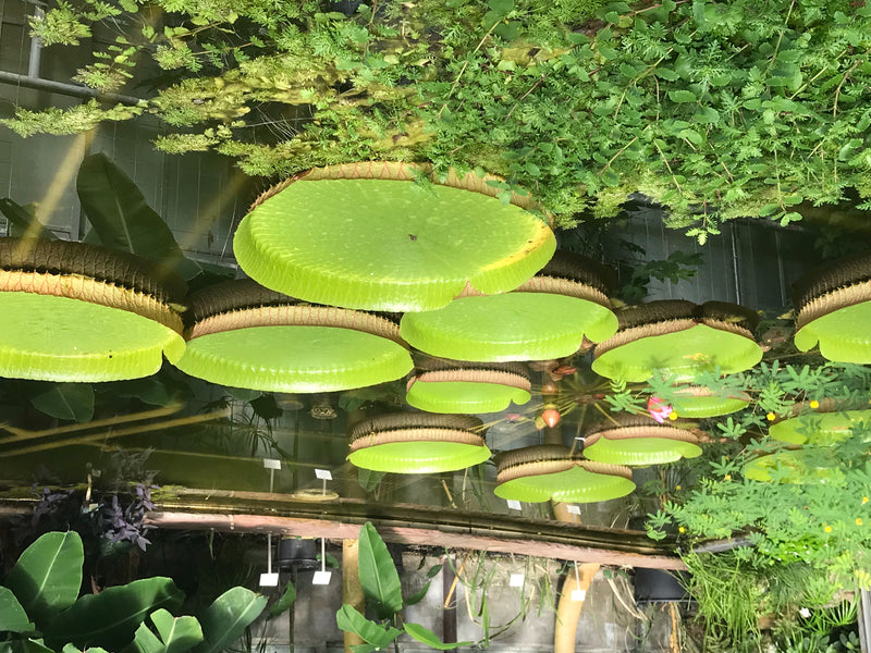 Nénuphar géant de Santa Cruz — photo 4 sur 5