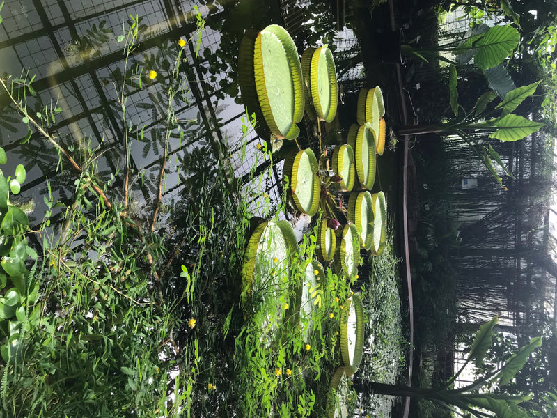 Nénuphar géant de Santa Cruz — photo 1 sur 5