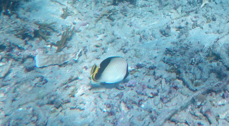 Poisson-papillon en selle — Bild 1