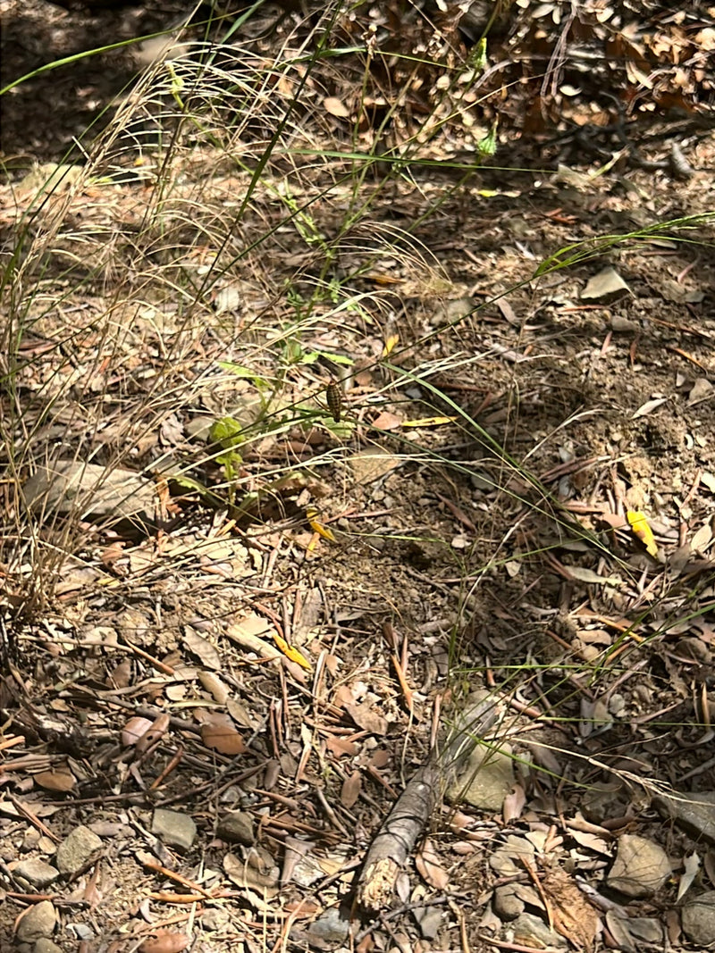 Insecte de selle — Bild 2
