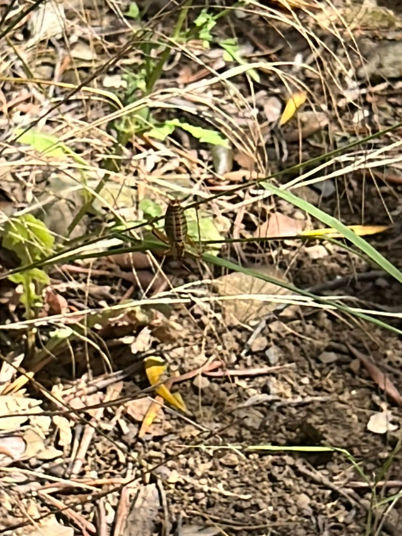 Insecte de selle — Bild 1
