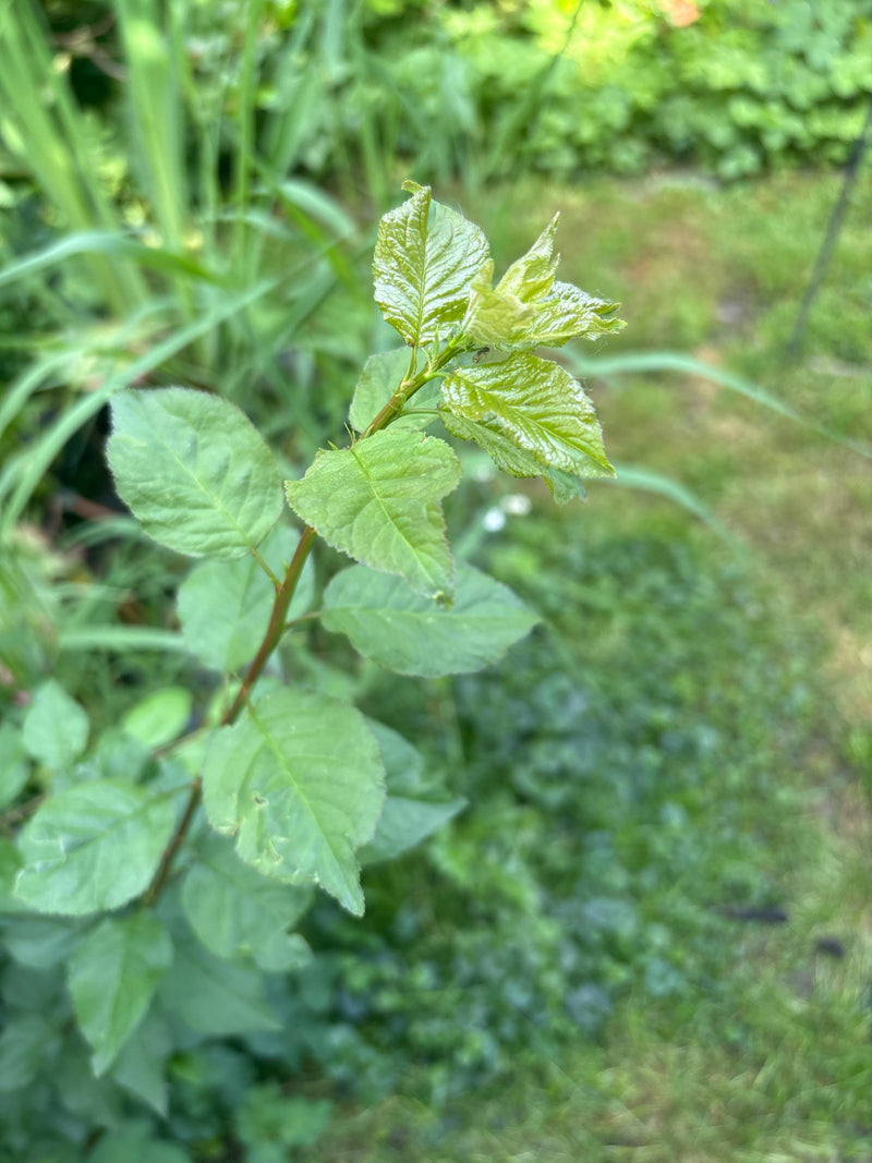 Cerises en verre — Bild 1