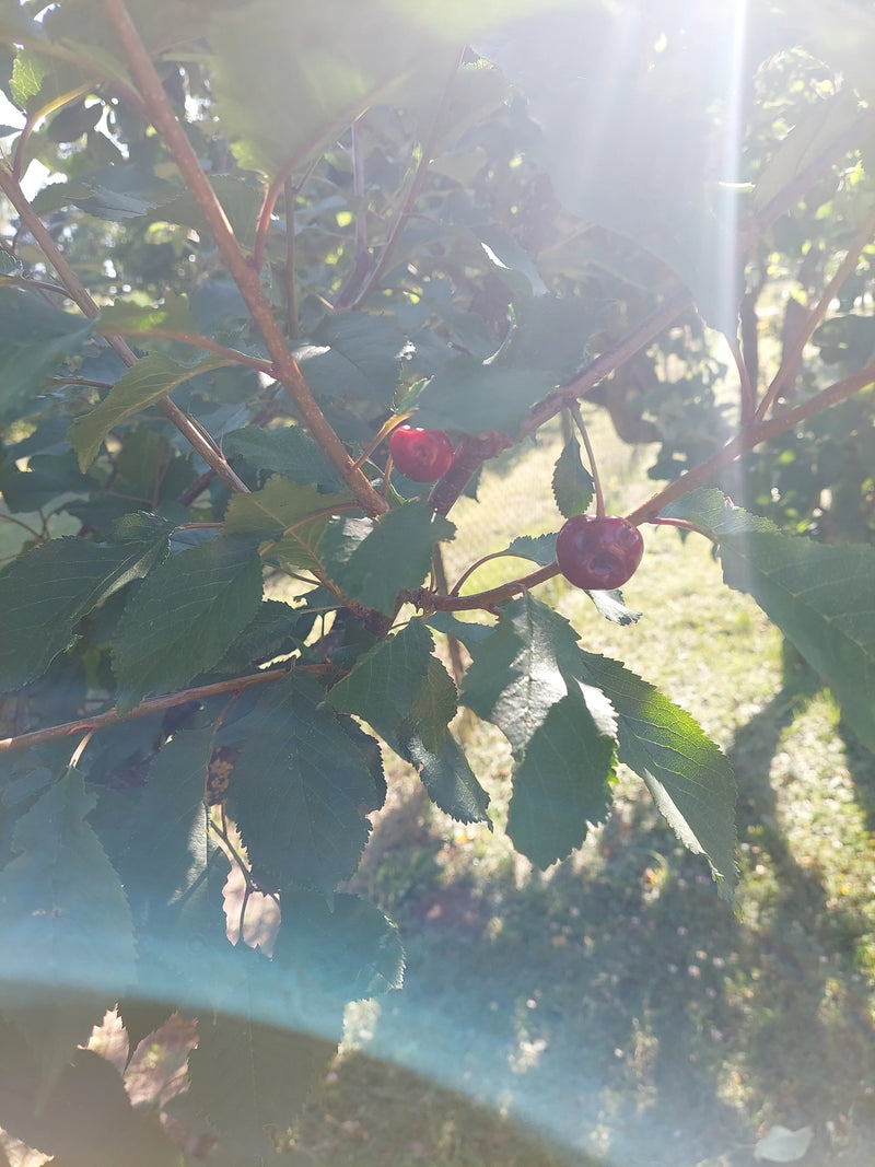 L'image montre deux cerises rouges mûres sur une branche verte. La lumière vive du soleil traverse les feuilles.