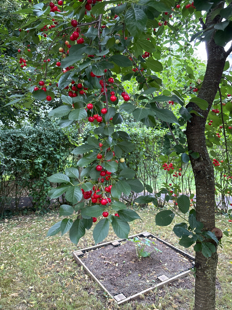 L'image montre un cerisier mûr avec de nombreuses griottes rouges et des feuilles vertes. Les fruits pendent en grappes sur les branches.